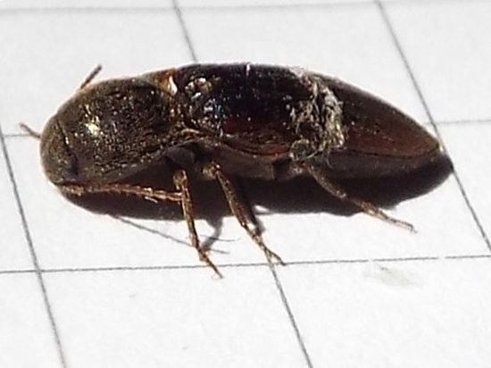 Elateridae:  Agriotes cfr. obscurus